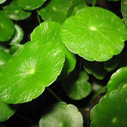 如何正確使用植物冠層分析儀？