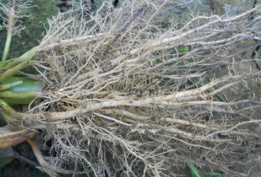 植物根系分析儀，選擇山東云唐如何？