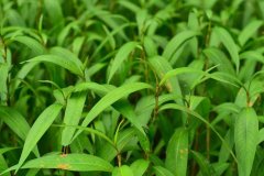 植物冠層測定儀在水稻種植當中有什么作用？