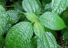 植物葉面積儀“精細化農業”中的作用！