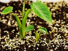 手持葉綠素檢測儀的使用方法是什么？